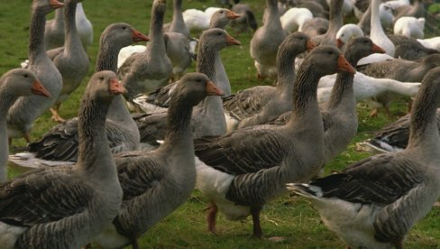 MOGU DA DONESI OZBILJNU ZARADU: Koliko su mlade guske danas isplative za domaćinstvo?